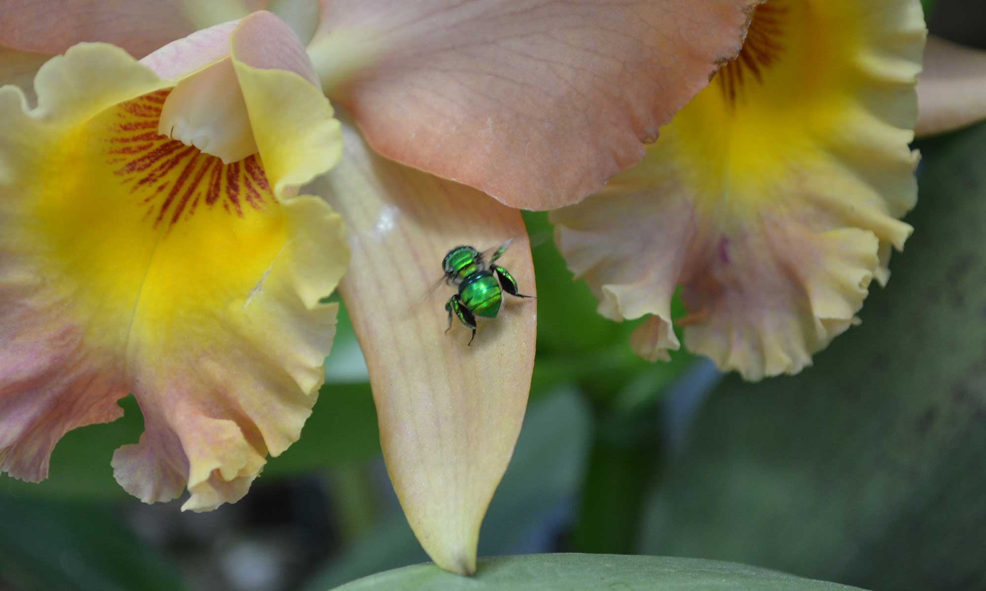 Pciture of a green orchid bee on an orchid flower by Marcia Miles